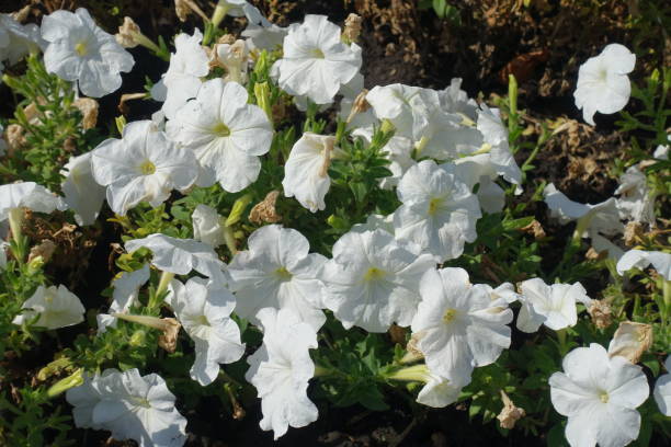 istock Bloom of white petunias in mid September 2148796529