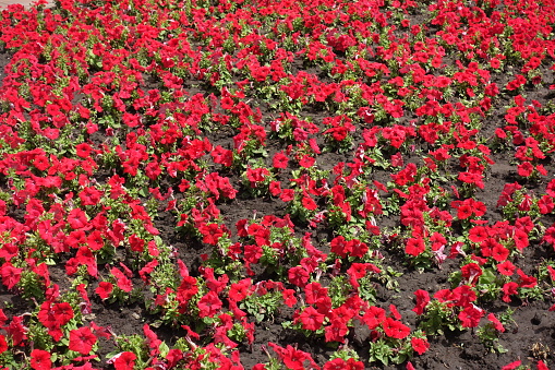 Abundance of red flowers of petunias in June
