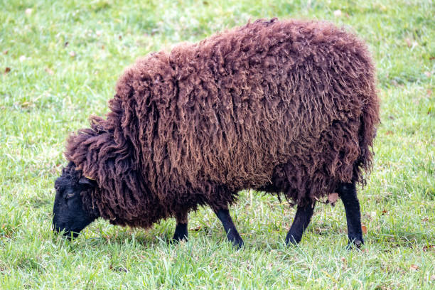 istock Rough Wool Pomeranian Sheep on a meadow 2148796680