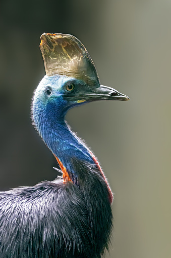 The southern cassowary (Casuarius casuarius), also known as double-wattled cassowary, Australian cassowary, or two-wattled cassowary. Side profile with soft background.