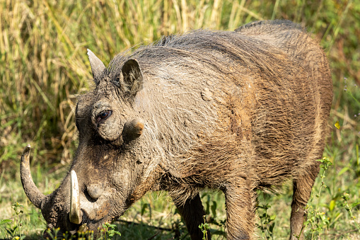 Common warthog (Vlakvark) (Phacochoerus africanus) in the Pilanesberg National Park, North West, South Africa
