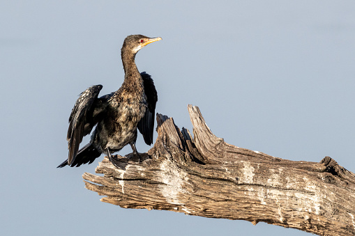 White-breasted Cormorant (Witborsduiker) (Phalacrocorax lucidis) and a Reed Cormorant (Microcarbo africanus) (Rietduiker) sunning itself after fishing in the Pilanesberg National Park, North West, South Africa