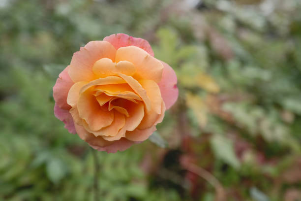 orange rose in the sun