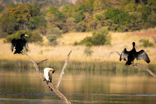 White-breasted Cormorant (Witborsduiker) (Phalacrocorax lucidis) and a Reed Cormorant (Microcarbo africanus) (Rietduiker) sunning itself after fishing in the Pilanesberg National Park, North West, South Africa