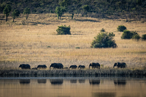 Elephants in the distance in Pilanesberg National Park, North West, South Africa