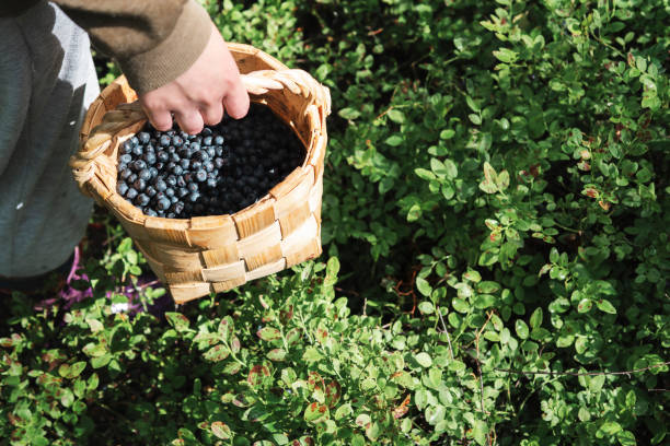 istock The man is holding a basket of blueberries. 2148797262
