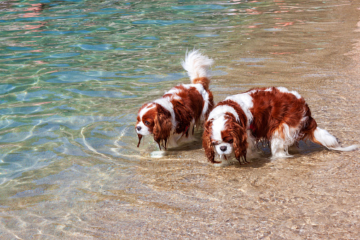 two beautiful examples of Cavalier King Charles spaniels, having fun in the crystal clear waters of the Tuscan archipelago