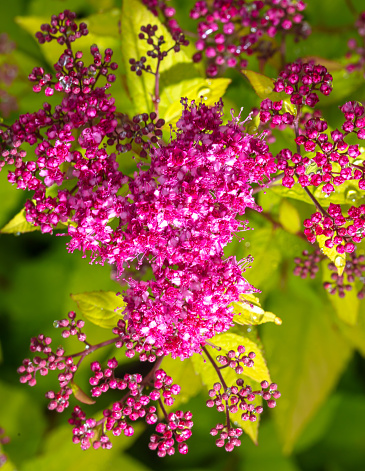 Spirea Japanese. Red flower in nature.