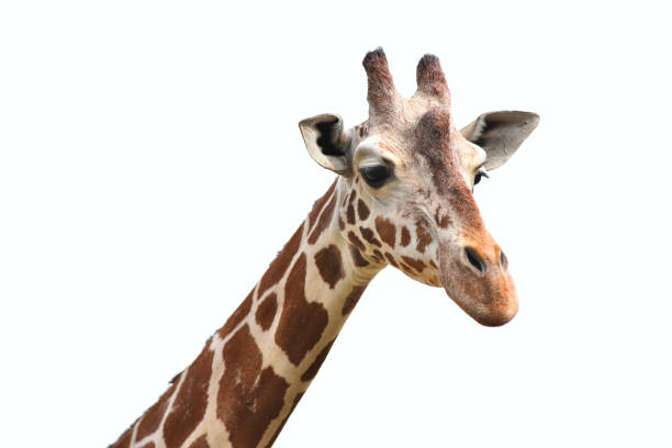 istock Portrait of giraffe head isolate on white background 2148797930