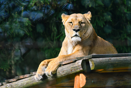 Graceful lioness rests in the sun. Portrait of a wild animal predator