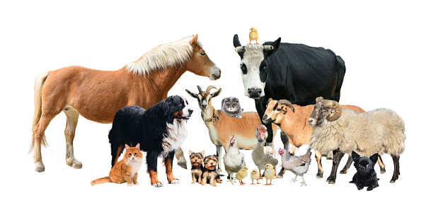 Farm domestics animals together in big group isolation on white background