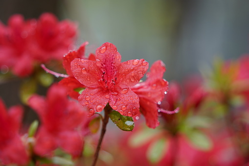 Raindrops formed on red azalea