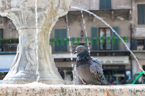 A dove sits on an ancient fountain in the old city of Italy - Verona and looks into the frame. Water in a fountain on a hot summer day. Close-up of an urban bird. Red eyes. It's hot in Verona. Piazza dei Signori
