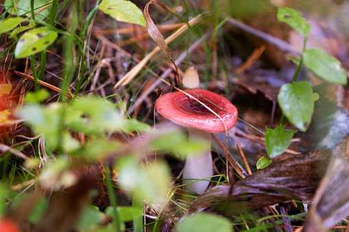 Mushroom with a red cap in the forest among the grass.