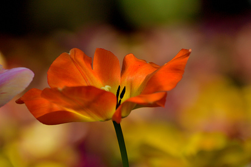 Gazania orange flower