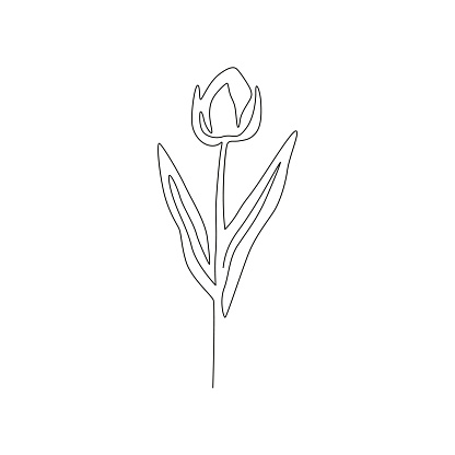 Rosebud line art. Vector isolated simple minimal rosebuds drawing. Colorless black line rosebud outline sketch.
