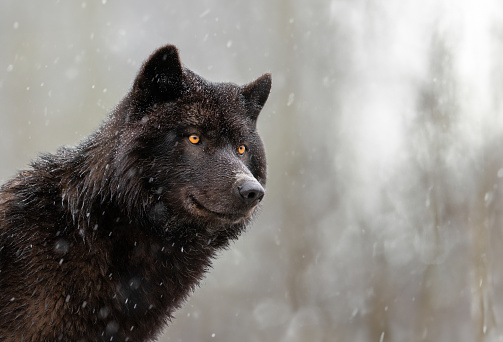 Canadian wolf against a forest background