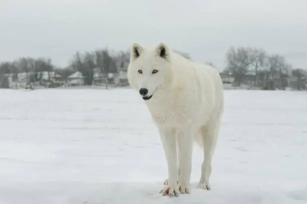 white Arctic wolf against the background of a village