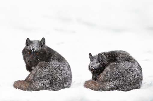 Canadian wolves lying on the snow during a blizzard