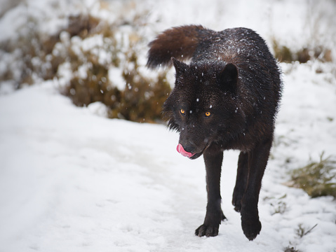 walking Canadian wolf walking through the snow with his tongue hanging out