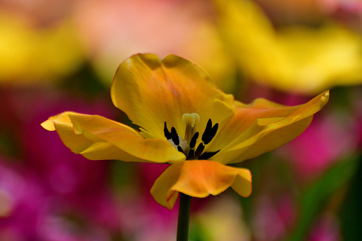 Single delicate yellow alstromeria flower, backlit with sun light, close up. Translucent gentle petals of alstroemeria on a dark blurred background with bokeh - elegance romantic floral design