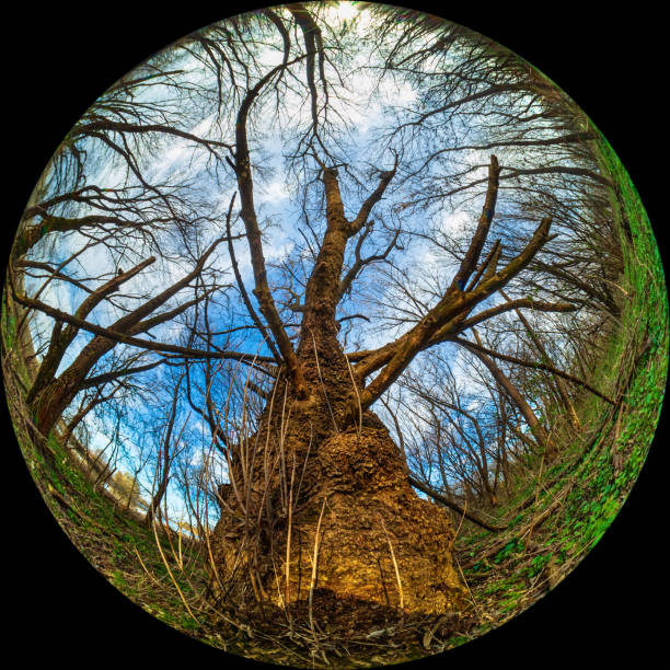 istock A large old tree with a thick trunk in the forest. Wide Angle round shot taken through a circular fisheye lens 2148799299