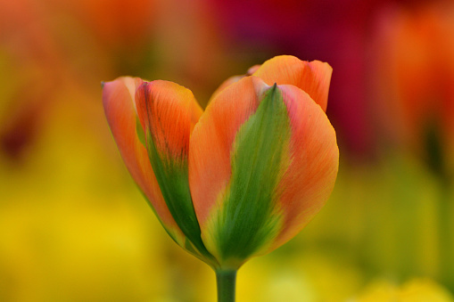 closeup of a beautiful red parrot tulip, a preferred bridal flower