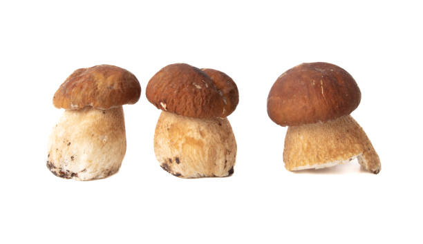 istock Boletus mushrooms isolated on white background 2148799955