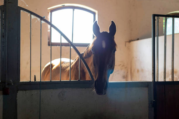 istock Beautiful bay horse at the stable 2148800131