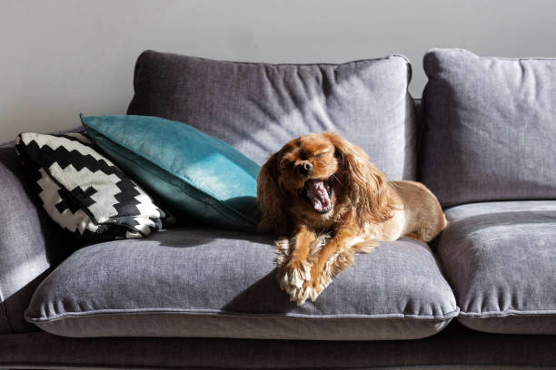 istock Yawning dog, cavalier spaniel resting on gray sofa 2148800140