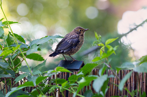 Young common blackbird - one of the most common birds in parks and gardens of Europe