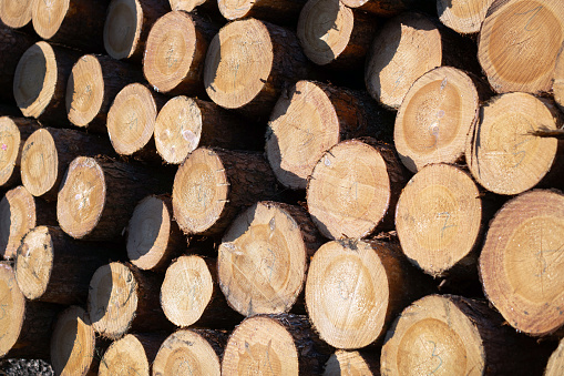 Pile of cut wooden logs, wood industry