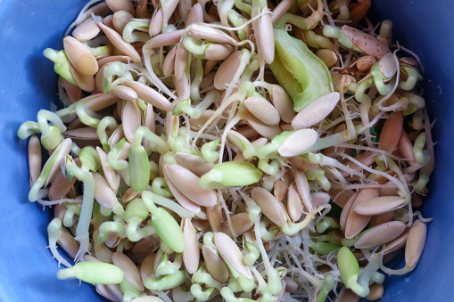 Seeds of growing melon plants