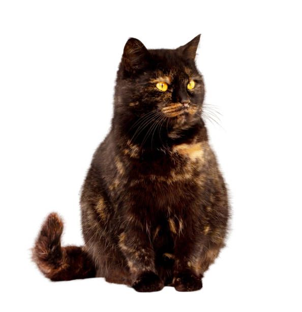 istock Domestic cat portrait. 2148800291