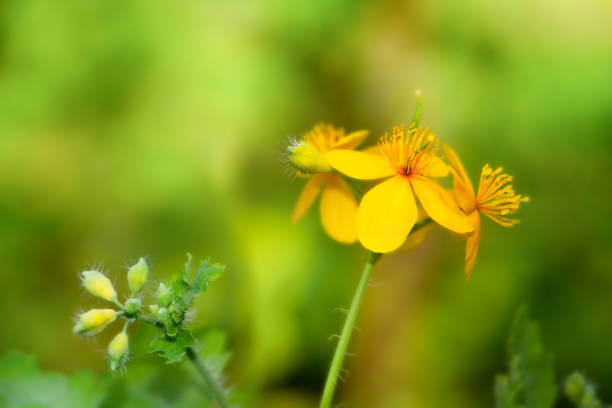 Chelidonium majus flowers on a green end yellow background. Healing herb. Medicinal herbs.