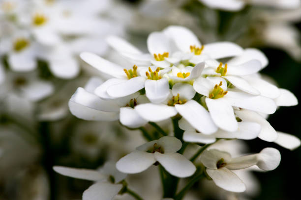 istock Candytuft - Evergreen Candytuft - Evergreen Farmer's Mustard 2148800363