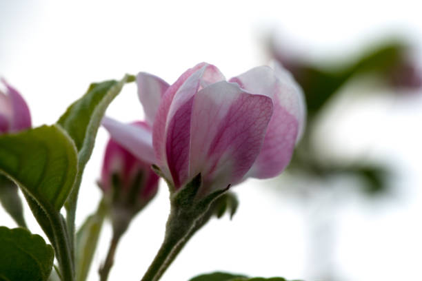 The first colorful apple blossoms can be seen on a sunny morning.