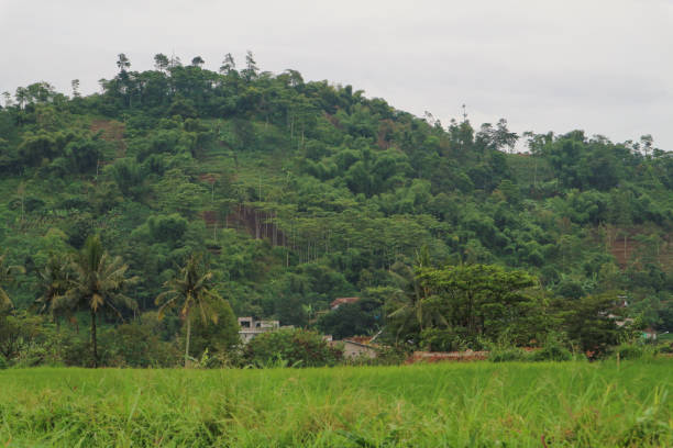 istock View of green mountains and rice fields 2148800974