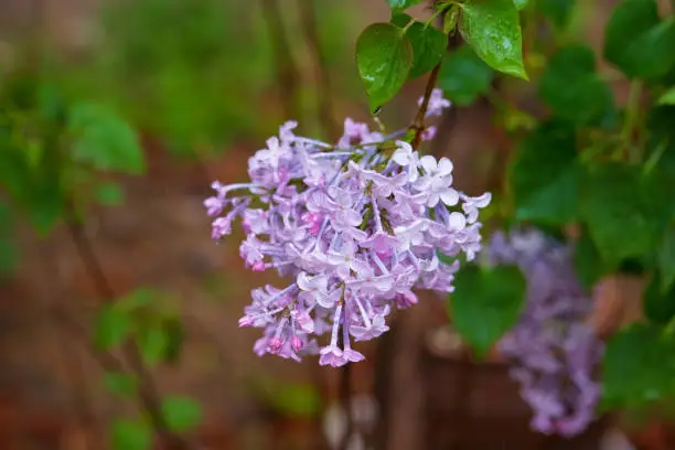 Fresh lilac flowers in the spring rain.