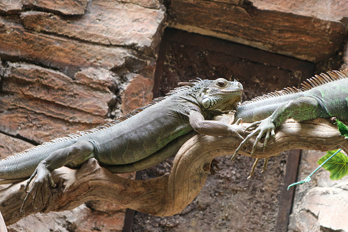 A view of an Iguana on a tree in a zoo enclosure.