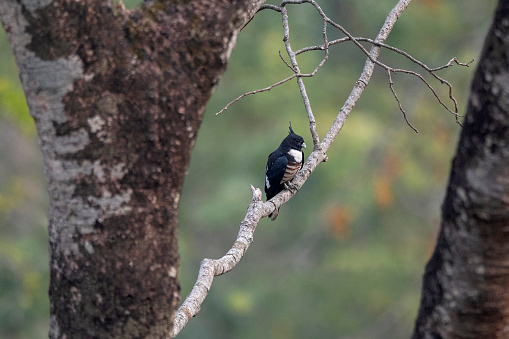 Mahananda Wild Life Sanctuary, Darjeeling district of West Bengal, India.  Black Baza, Aviceda leuphotes. Distinctive medium-sized raptor.