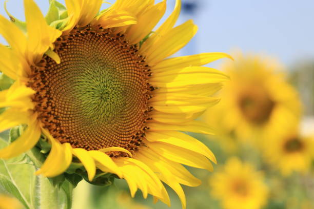 istock Sunflower in the field 2148802375