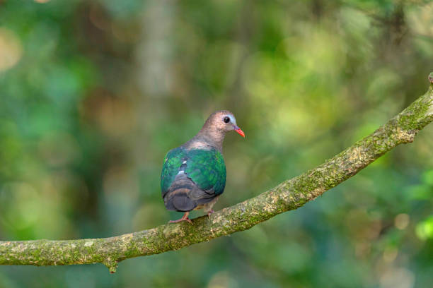 istock Buxa Tiger Reserve, West Bengal, India. Common emerald dove, Chalcophaps indica 2148802439