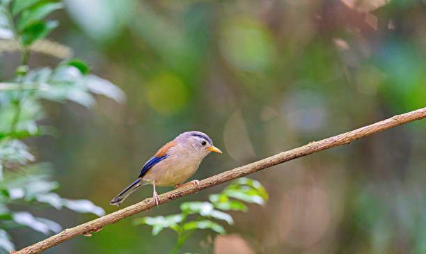 istock Buxa Tiger Reserve, West Bengal, India. Blue-winged minla, Siva cyanouroptera 2148802467