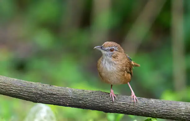 Photo of Buxa Tiger Reserve, West Bengal, India. Abbott's Babbler, Malacocincla abbotti, Endangered