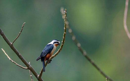 Manas National Park, Assam, India. Collared falconet, Microhierax caerulescens