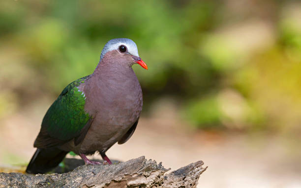 istock Buxa Tiger Reserve, West Bengal, India.Common Emerald Dove, Chalcophaps indica 2148802619