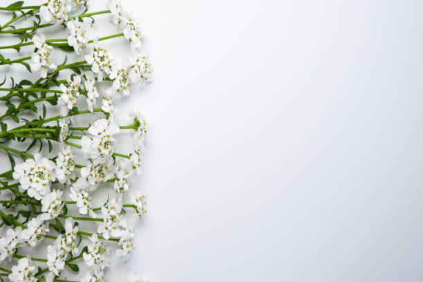 istock Flower Iberis, isolated on white background. Top view, flat lay. Space for text. 2148803783