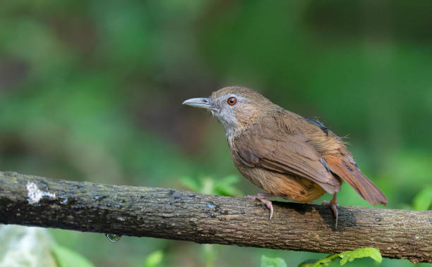 istock Buxa Tiger Reserve, West Bengal, India. Abbott's Babbler, Malacocincla abbotti 2148804064