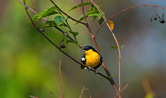 Koyna Wildlife Sanctuary, Satara, Maharashtra, India. Common Iora, Male, Aegithina tiphia